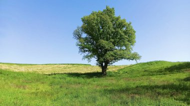 Sarı tecavüz tarlaları ve yeşil çimlerle çevrili tek bir ağaç. Aşağı Silezya bölgesindeki mavi gökyüzü manzarası. Polonya 'da güzel bir bahar. 