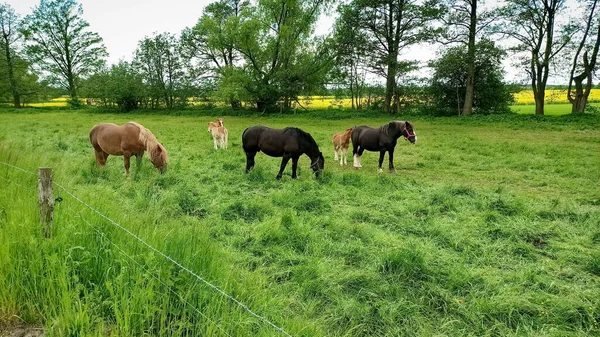 Групи Коней Відпочивають Їдять Траву Зелений Пейзаж Нижній Сілезії Чудова — стокове фото