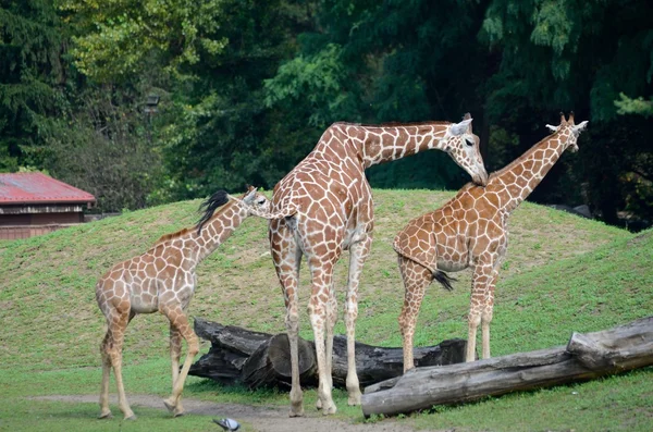 Drie giraffen — Stockfoto