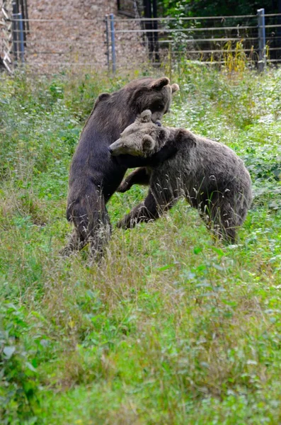 Brown bears wrestling — Stock Photo, Image