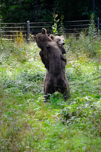 Brown bears wrestling — Stock Photo, Image