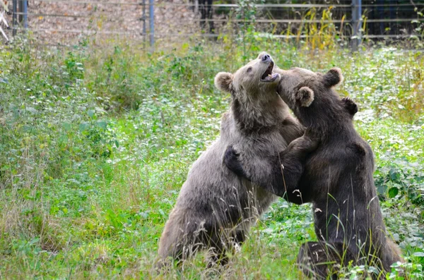 Lutte contre les ours bruns — Photo
