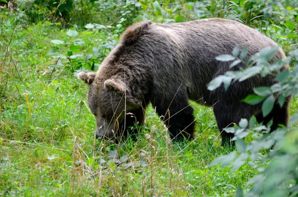 Brown bear in Poland — Stock Photo, Image