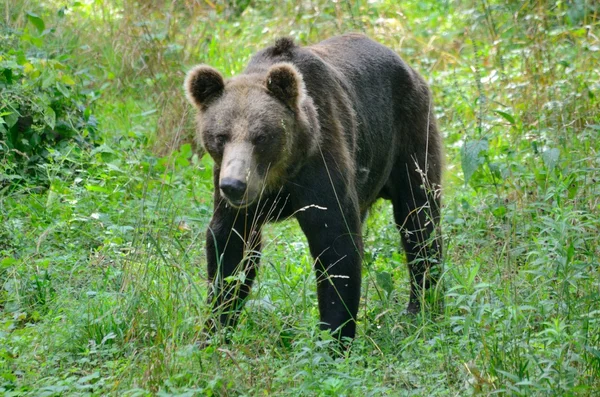 Brown bear in Poland — Stock Photo, Image