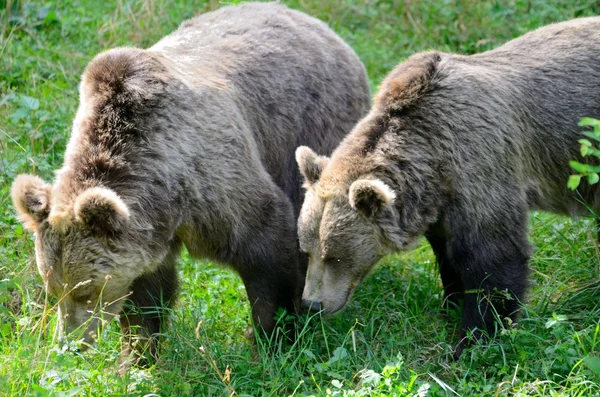 Iki kahverengi ayılar — Stok fotoğraf