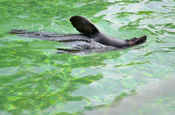 León marino en el agua —  Fotos de Stock