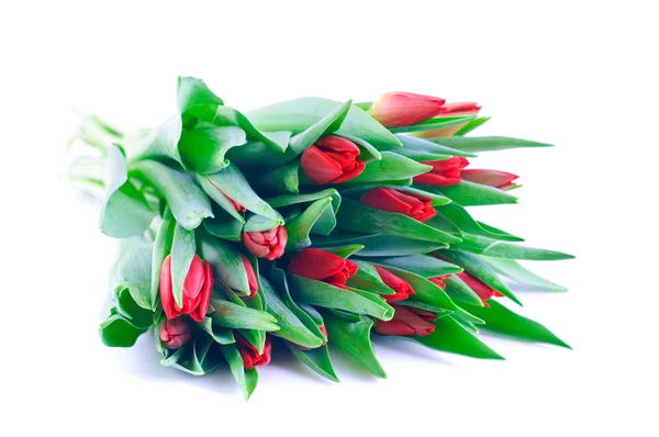 Stelletje rode tulpen — Stockfoto