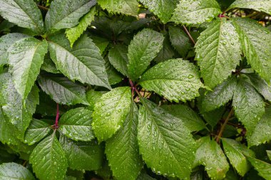 Yağmurdan sonra yeşil temiz yapraklar