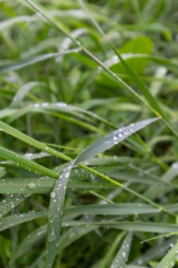 Yağmur sonrası saf yeşil çimenler