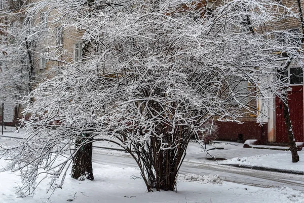 Kışın karla kaplı ağaç. Moskova Rusya 'nın güzel kış avlusu.