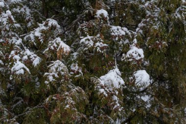 Kar, Noel ağacı dallarını kapladı. Evergreen mavi ağaç soyut arkaplanı.