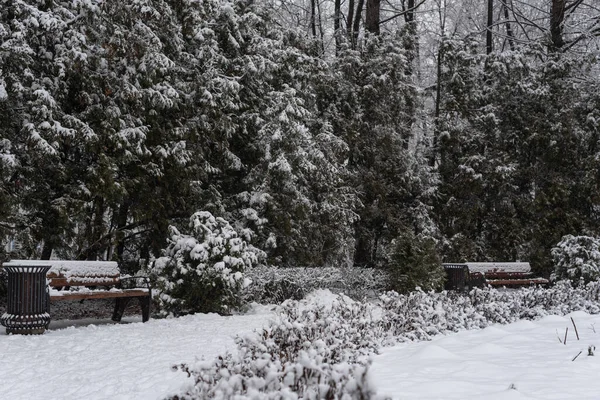 Kışın parktaki bankta. Tüylü karda Noel ağaçlarının arasında. Karla kaplı manzara.