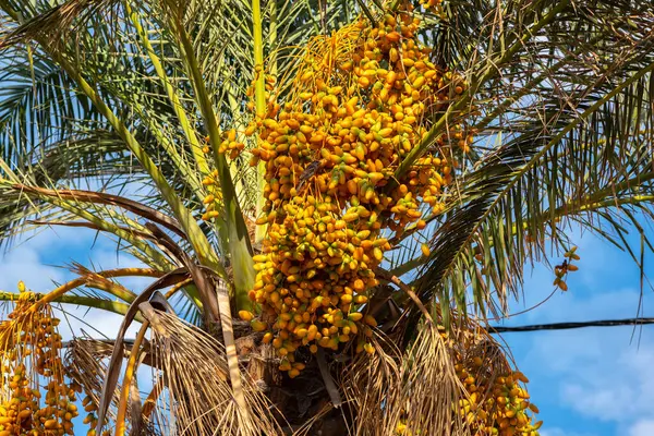 Mavi gökyüzündeki palmiye ağacı. Hurmalı ve kuşlu..