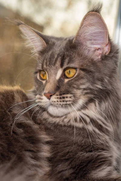 Pencere pervazındaki kedi. Kulaklarında püskülleri olan güzel gri rakun poz veriyor..