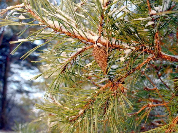 Pine branch with cones covered with snow — Stock Photo, Image