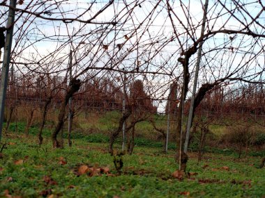 Dağlarda, şarap vadisinin güzel üzüm bağları.