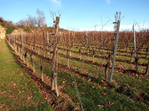 Belos vinhedos do vale do vinho, nas montanhas. — Fotografia de Stock