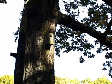 Parktaki sonbaharda tahta kutu yuvası