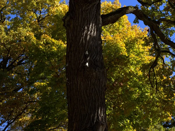 Old ceramic insulators on oak in the park — Stock Photo, Image