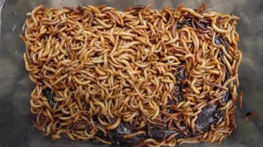 Yemek solucanları yılan bebek kobrası yiyorlar doğanın çürümesi makro hayvan davranışları böcek davranışları besin zinciri hayvan çürümesi doğal süreç çöpçüler sürüngen iskelet deri kemikleri