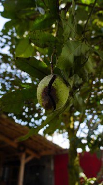 Ağaçta asılı çürük mango meyvesi hayvan ısırığı izleri, bulanık arkaplan