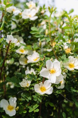 Gül kalçası açan çalılar, gül kalça çiçekleri, bahar çiçekleri 