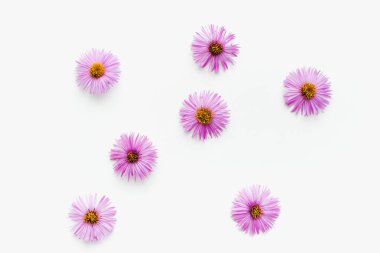 Beyaz arka planda Eylül çiçekleri, beyaz arkaplanda mor çiçekler 