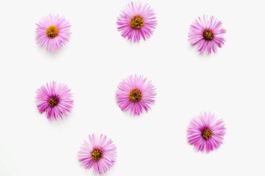 Beyaz arka planda Eylül çiçekleri, beyaz arkaplanda mor çiçekler 