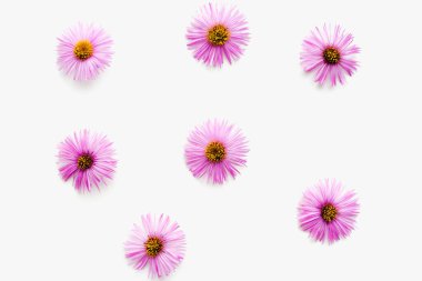 Beyaz arka planda Eylül çiçekleri, beyaz arkaplanda mor çiçekler 