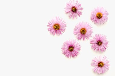 Beyaz arka planda Eylül çiçekleri, beyaz arkaplanda mor çiçekler 