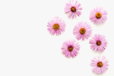 Beyaz arka planda Eylül çiçekleri, beyaz arkaplanda mor çiçekler 