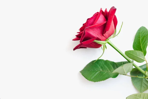 Beyaz arka planda kırmızı güller, bir buket kırmızı gül, 8 Mart 'a kadar çiçekler. 