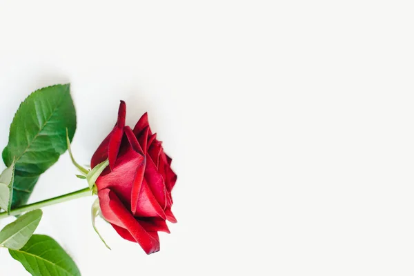 Beyaz arka planda kırmızı güller, bir buket kırmızı gül, 8 Mart 'a kadar çiçekler. 