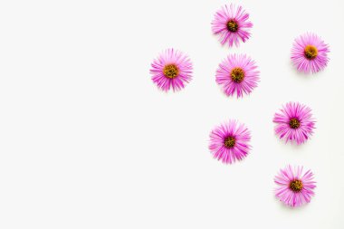 Beyaz arka planda leylak çiçekleri, beyaz arka planda Eylül çiçekleri, sonbahar çiçekleri. 