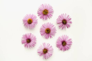 Beyaz arka planda leylak çiçekleri, beyaz arka planda Eylül çiçekleri, sonbahar çiçekleri. 