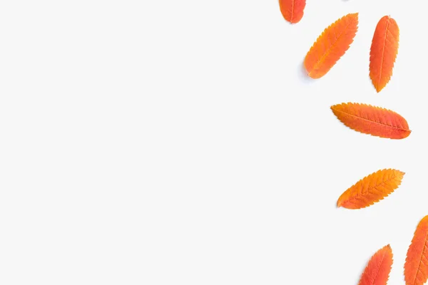 Rowan yaprakları, beyaz arka planda sonbahar yaprakları, turuncu yapraklı arka plan 