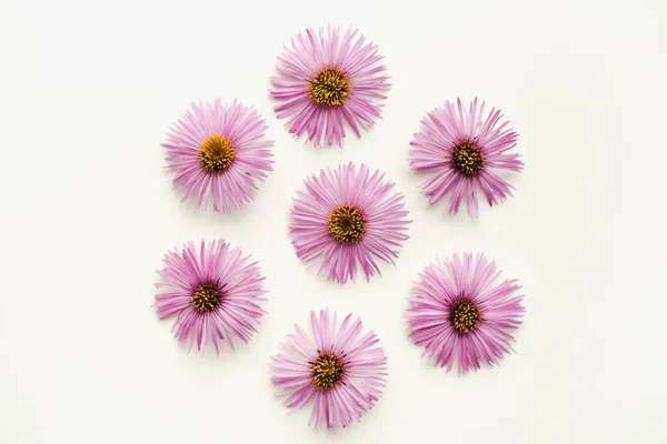 Beyaz arka planda leylak çiçekleri, beyaz arka planda Eylül çiçekleri, sonbahar çiçekleri. 