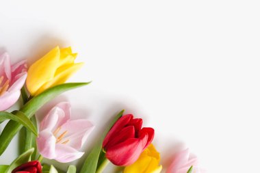 Beyaz arka planda çok renkli laleler, beyaz arka planda laleler, 8 Mart 'a kadar çiçekler. 