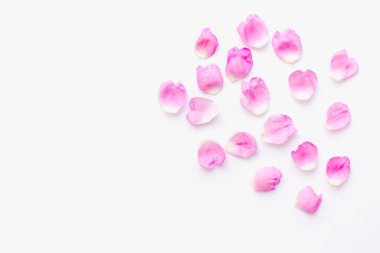 Beyaz arka planda pembe yapraklar, gül yaprakları.