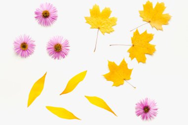 autumn leaves on a white background, maple leaves on a white background 