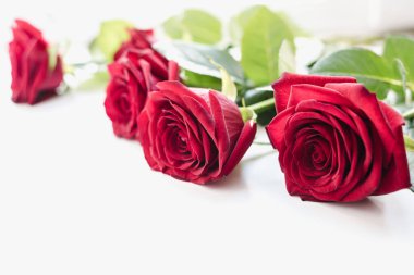 Beyaz arka planda kırmızı güller, kırmızı güller, kırmızı güller. 