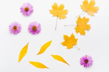 autumn leaves on a white background, maple leaves on a white background 