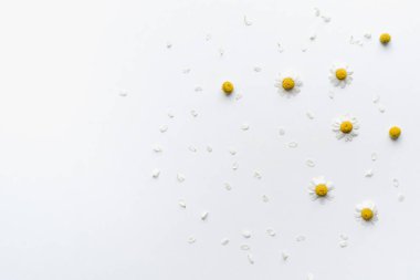 Beyaz arka planda papatya çiçekleri, papatya yaprakları 