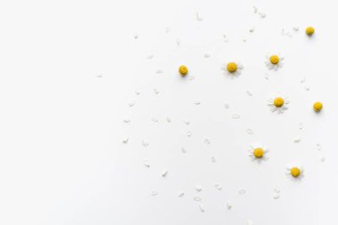 Beyaz arka planda papatya çiçekleri, papatya yaprakları 