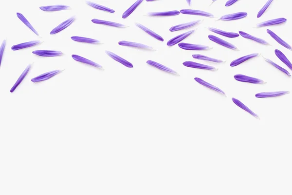 Beyaz arka planda mor yapraklar, renkli arka plan, paskalya yaprakları. 