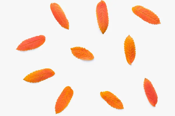 Sonbahar yaprakları beyaz arka planda, sonbahar yaprakları, renkli arka planda 