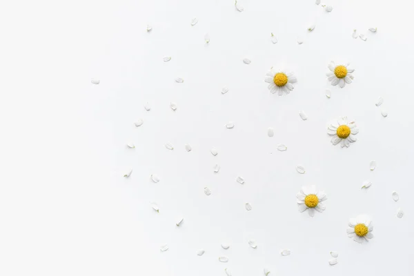 Beyaz arka planda papatya çiçekleri, papatya yaprakları 