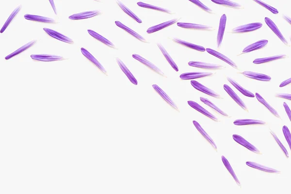 Фиолетовые Лепестки Белом Фоне Фиолетовые Лепестки Лепестки Астера Цветной Фон — стоковое фото