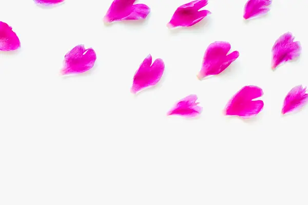 Beyaz arka planda pembe yapraklar, parlak arka plan, şakayık yapraklar, gül yaprakları. 