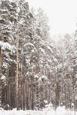 Kış çam ormanı, çam ormanlarındaki kar fırtınası, kardaki çam ağaçları. 